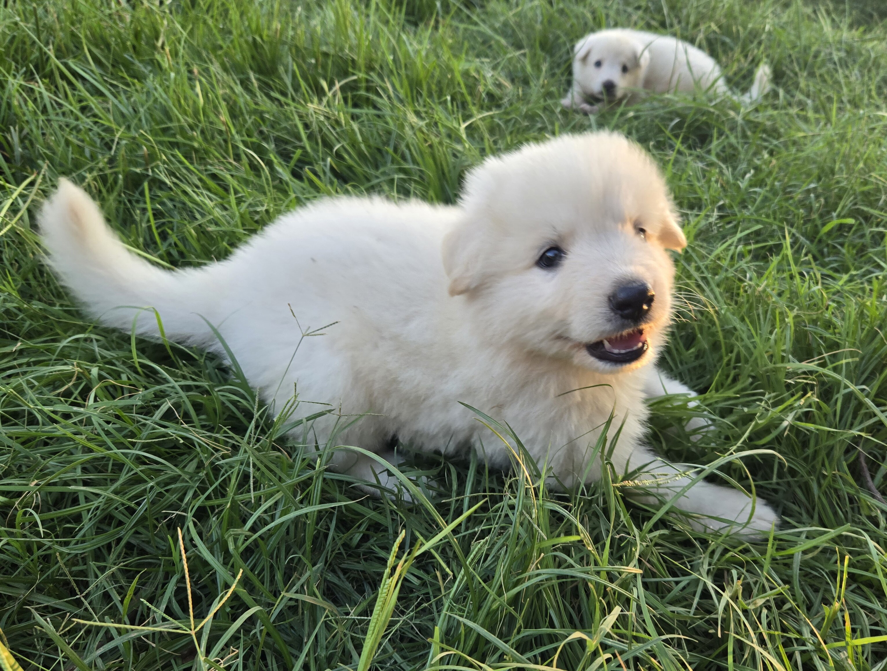 Akc German shepherd puppies image 7
