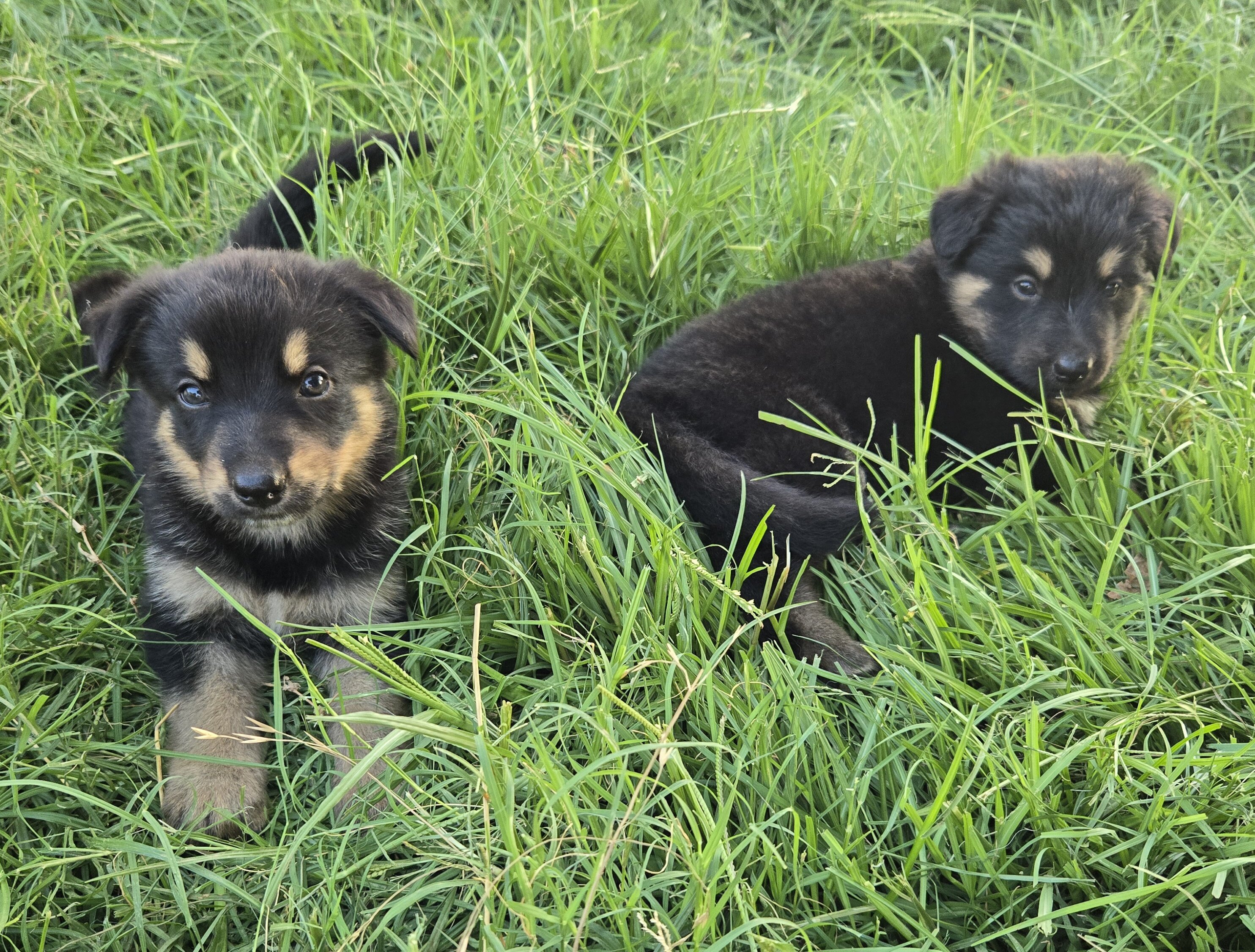 Akc German shepherd puppies image 5