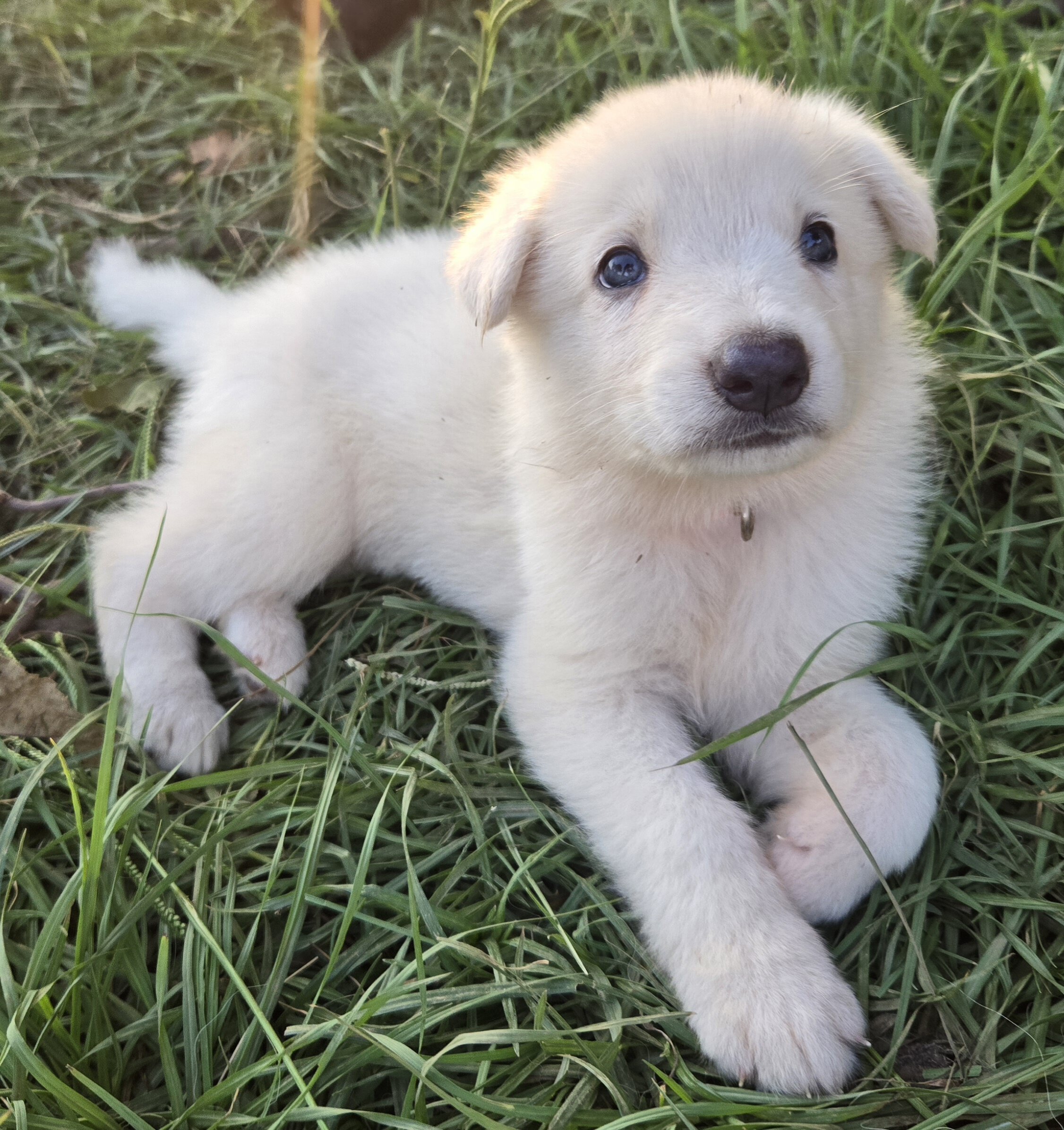 Akc German shepherd puppies image 6