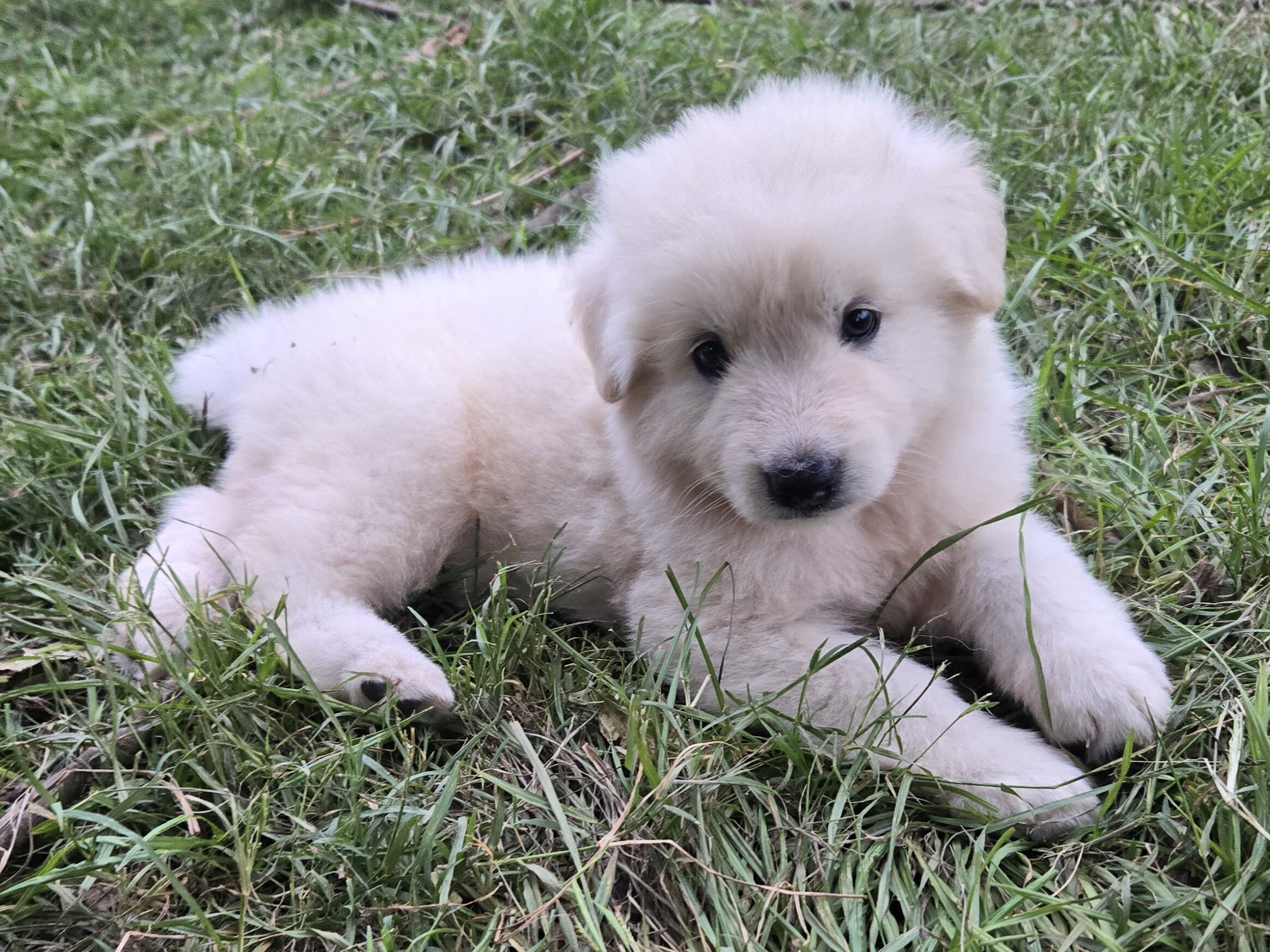 Akc German shepherd puppies image 4