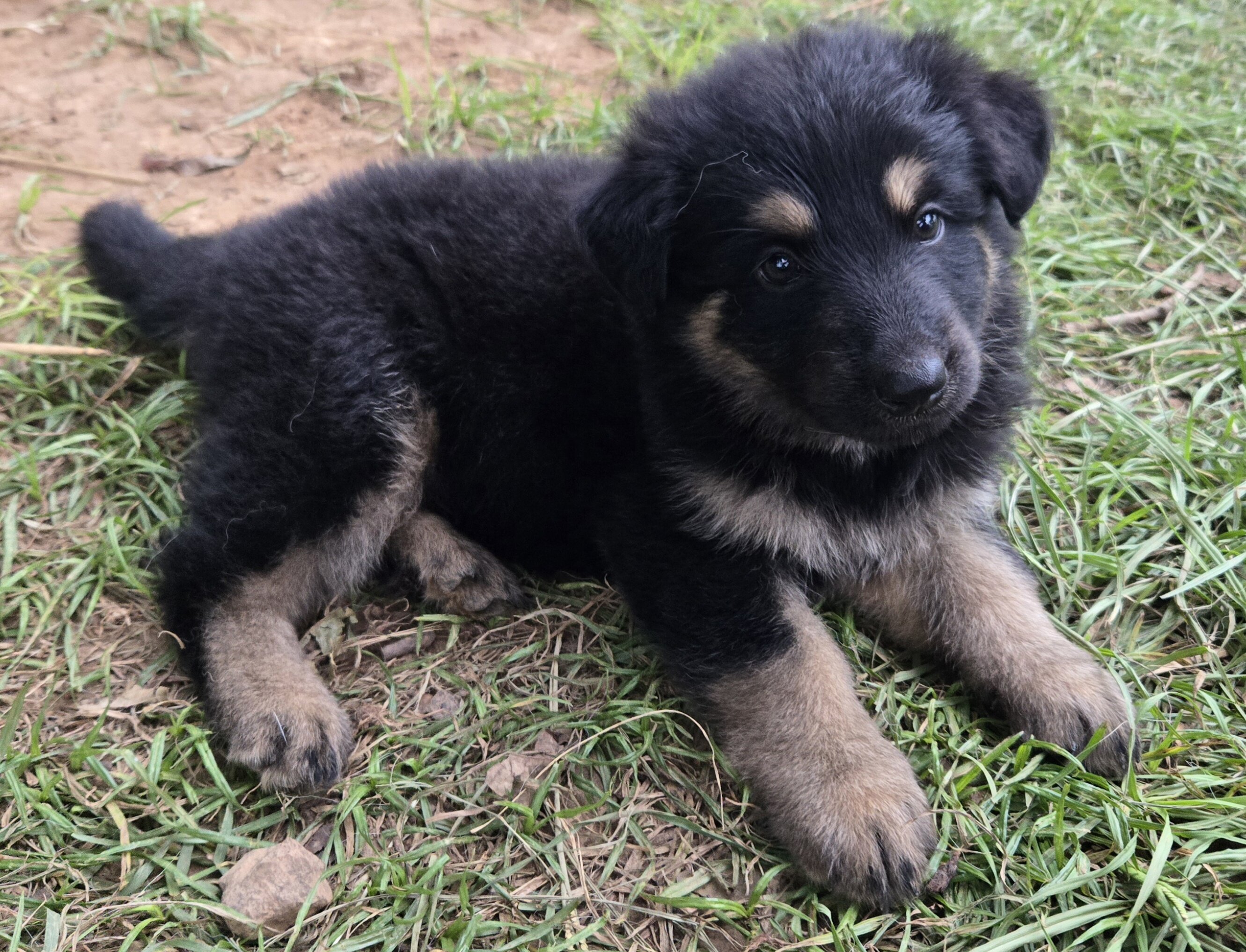 Akc German shepherd puppies image 3