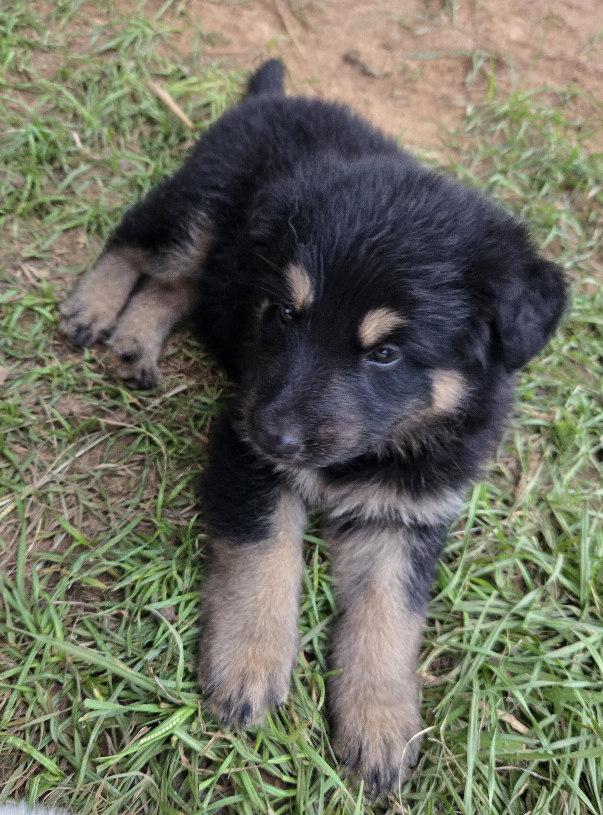 Akc German shepherd puppies image 1