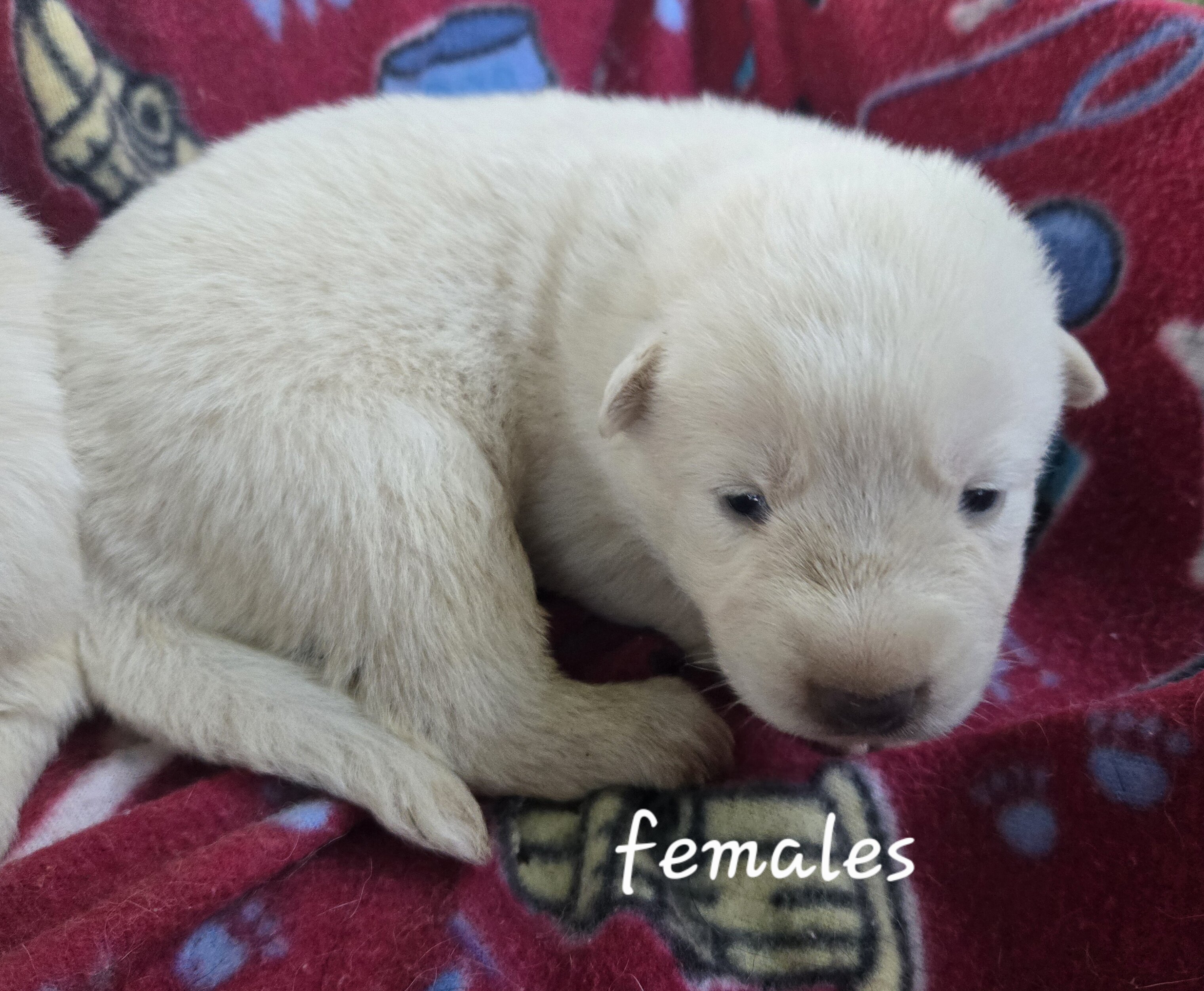 AKC German Shepherd Puppies image 1