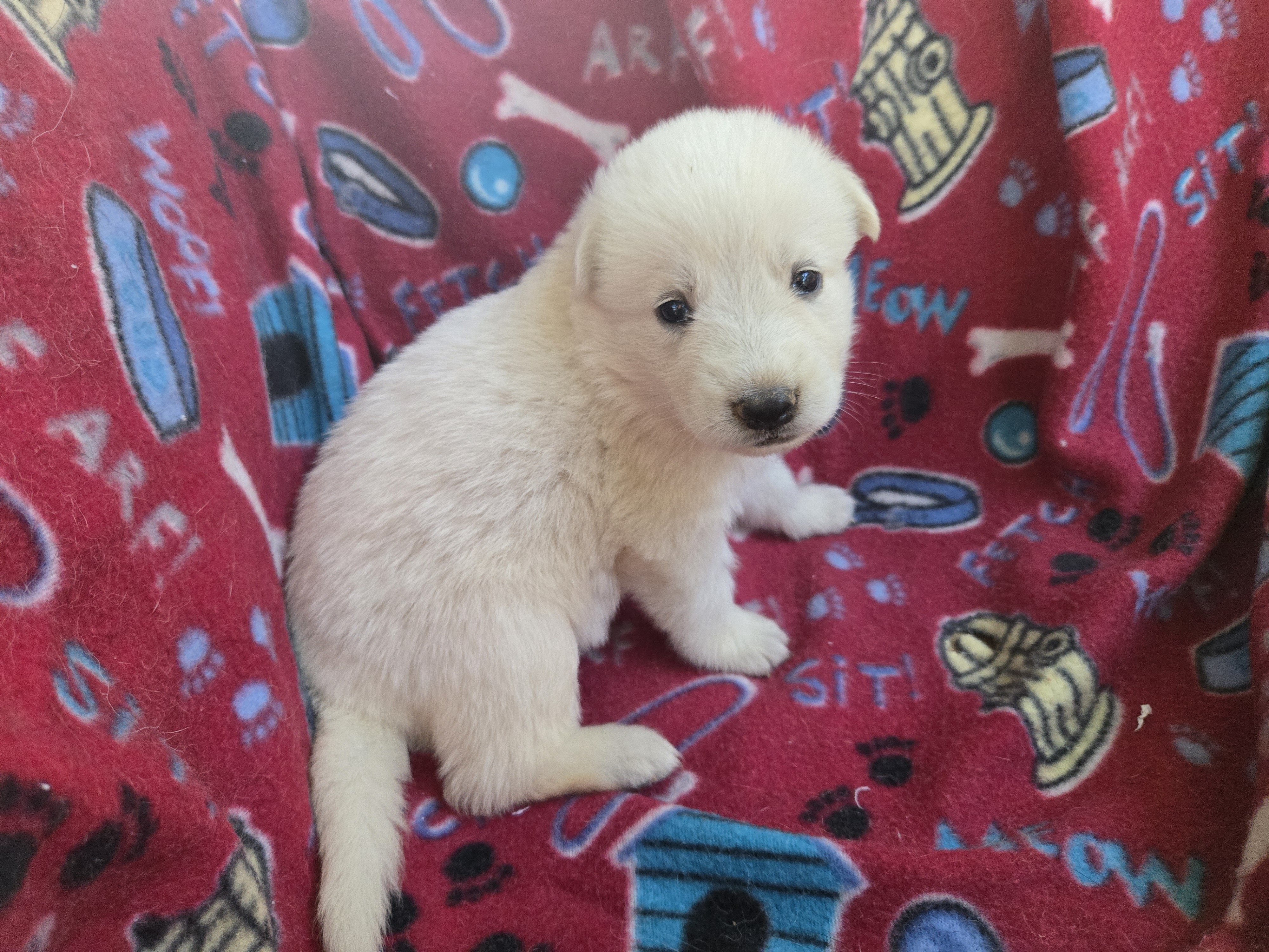 AKC German Shepherd Puppies image 5