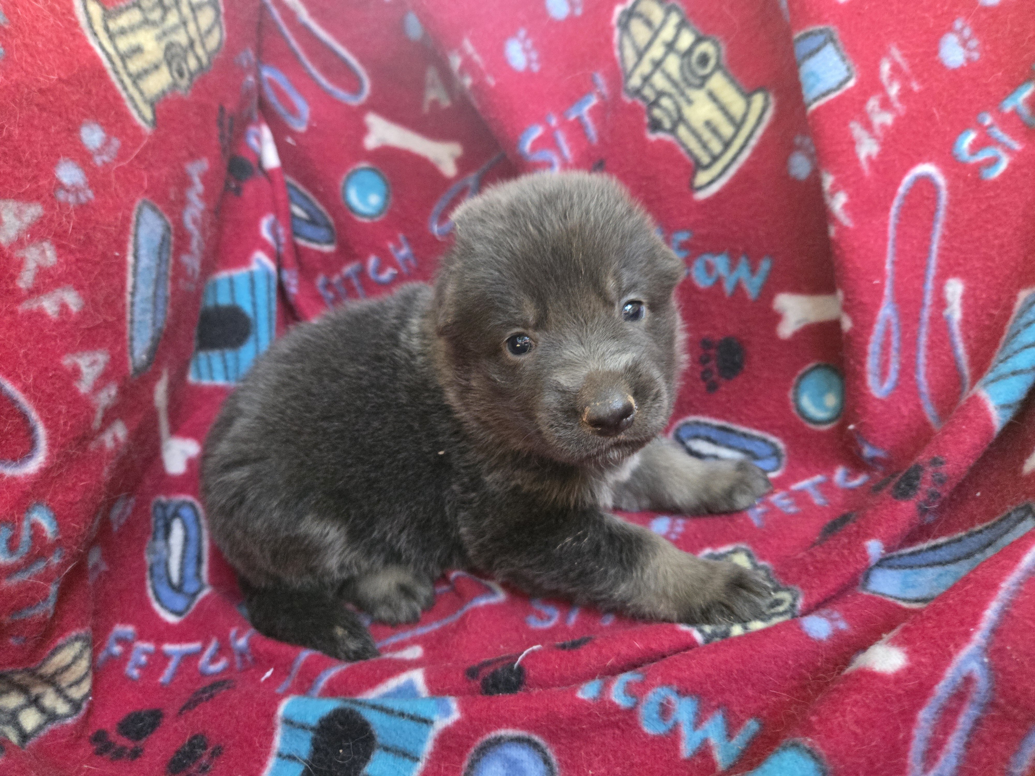 AKC German Shepherd Puppies image 4