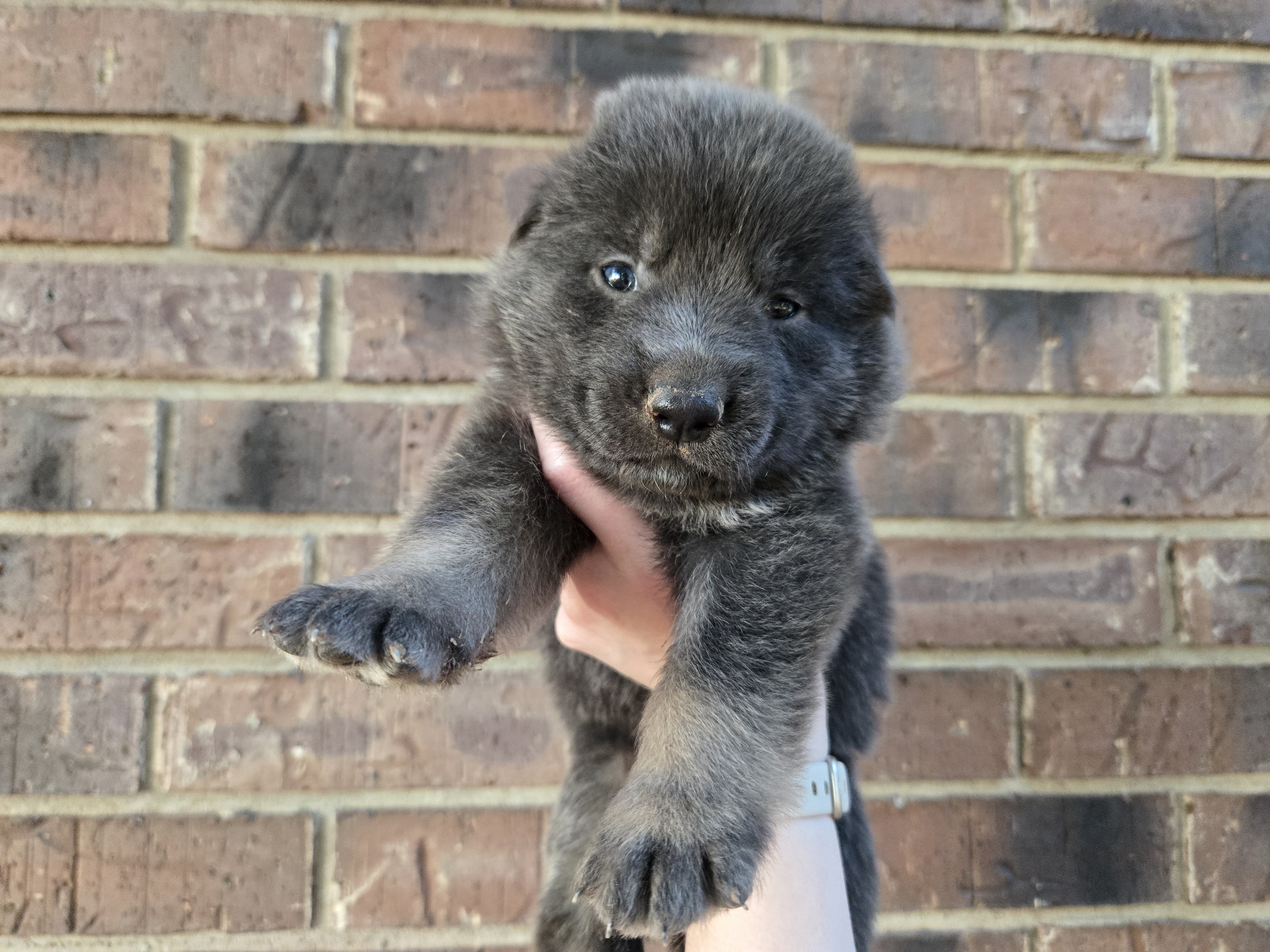 AKC German Shepherd Puppies image 3