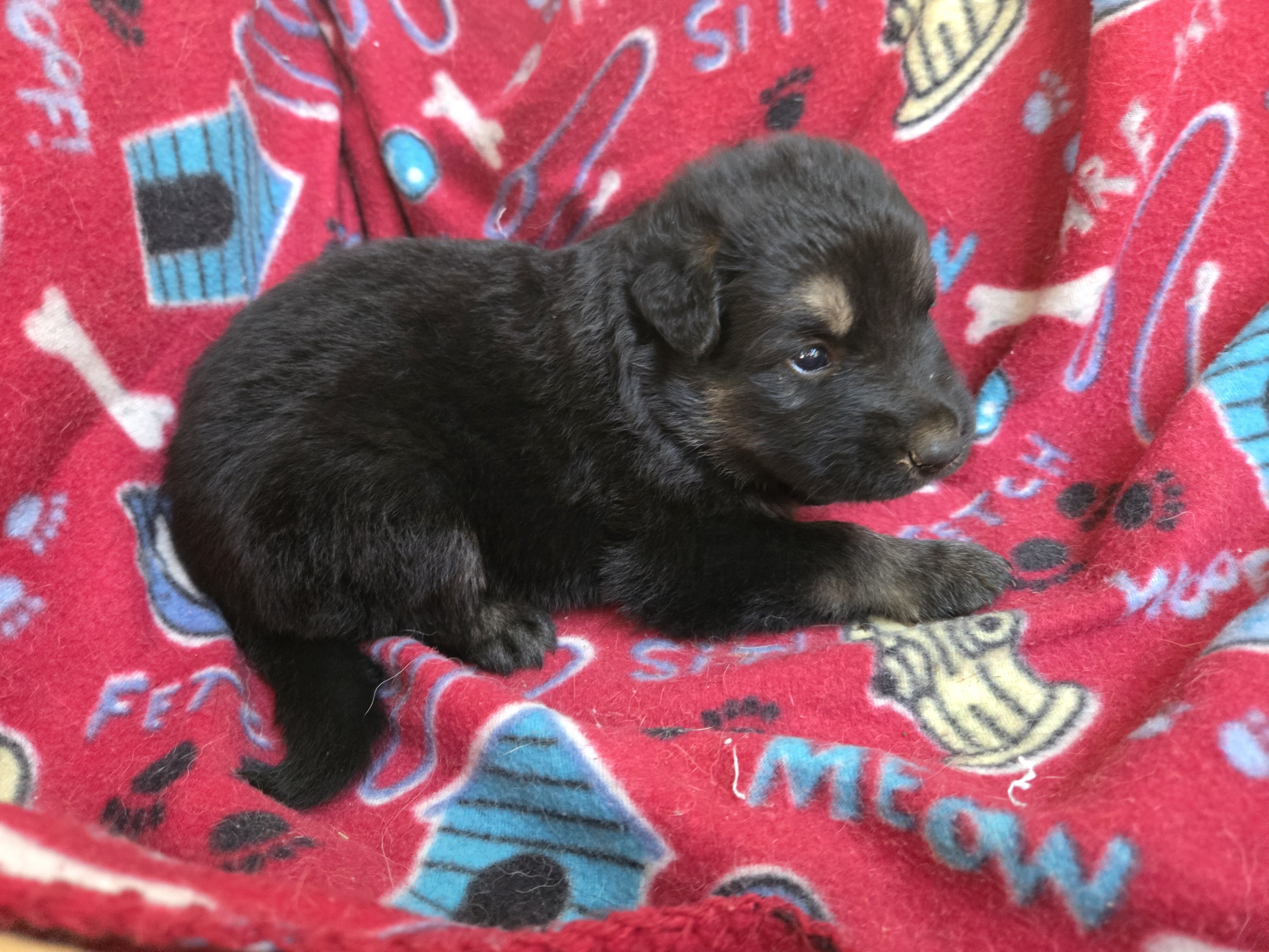 AKC German Shepherd Puppies image 2