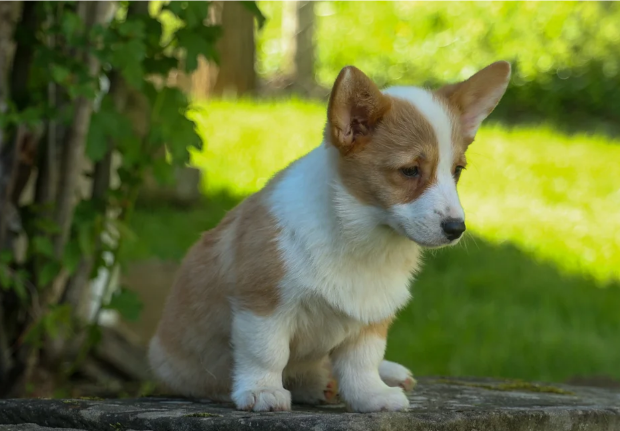 Meet Raya Our Sweet Corgi Girl image 1