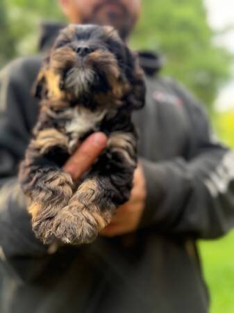 Rehoming female Yorkie poo pup image 4