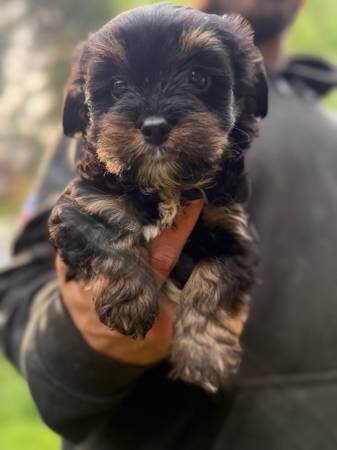 Rehoming female Yorkie poo pup image 3