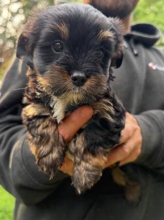 Rehoming female Yorkie poo pup image 1