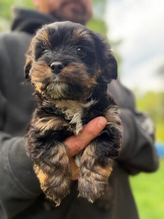 Rehoming female Yorkie poo pup image 2