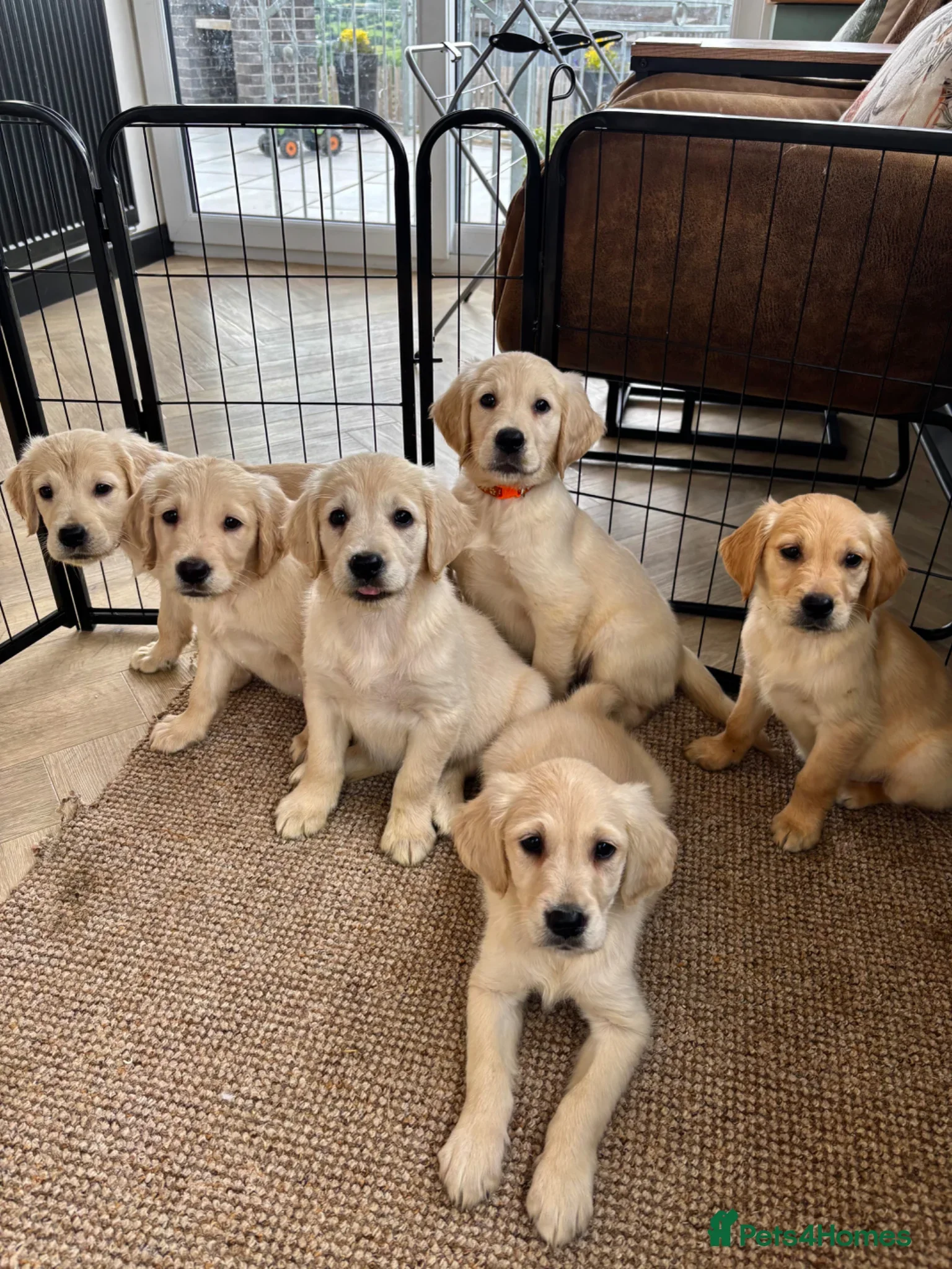 AKC Reg Golden Retriever puppies - Ready now!!!! image 1
