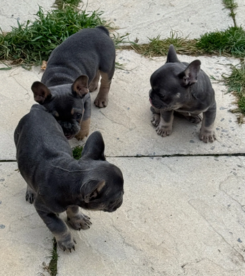 Top Quality French Bulldog Puppies image 1