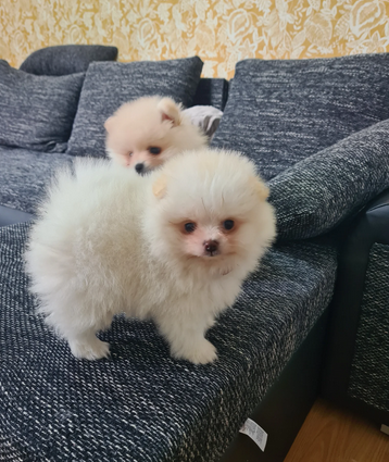 Pomeranian Puppies – Home Raised With Mum & Dad image 1