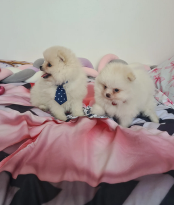 Pomeranian Puppies – Home Raised With Mum & Dad image 2