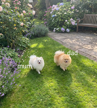 Pomeranian Puppies – Home Raised With Mum & Dad image 3