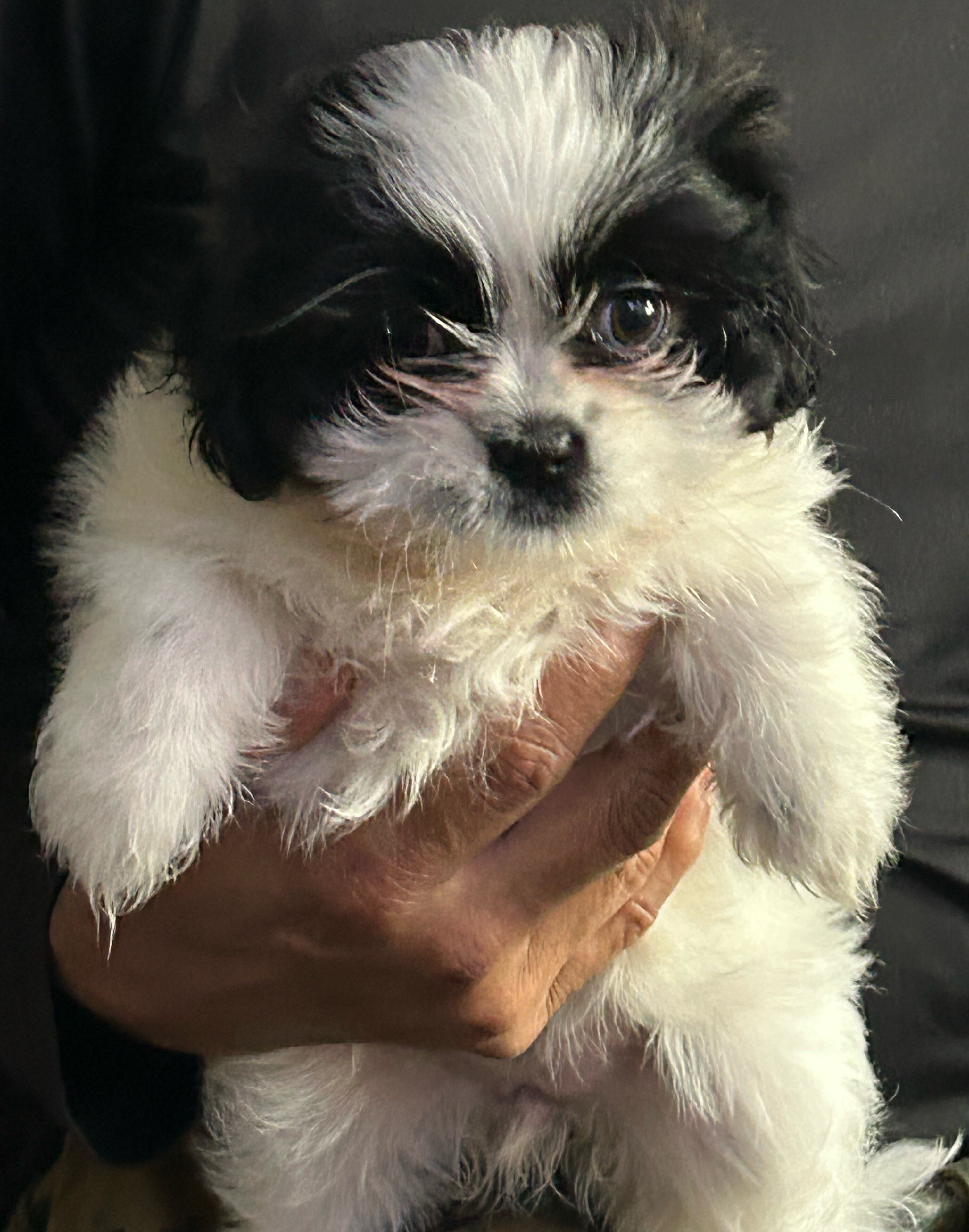 Shih Tzu image 8