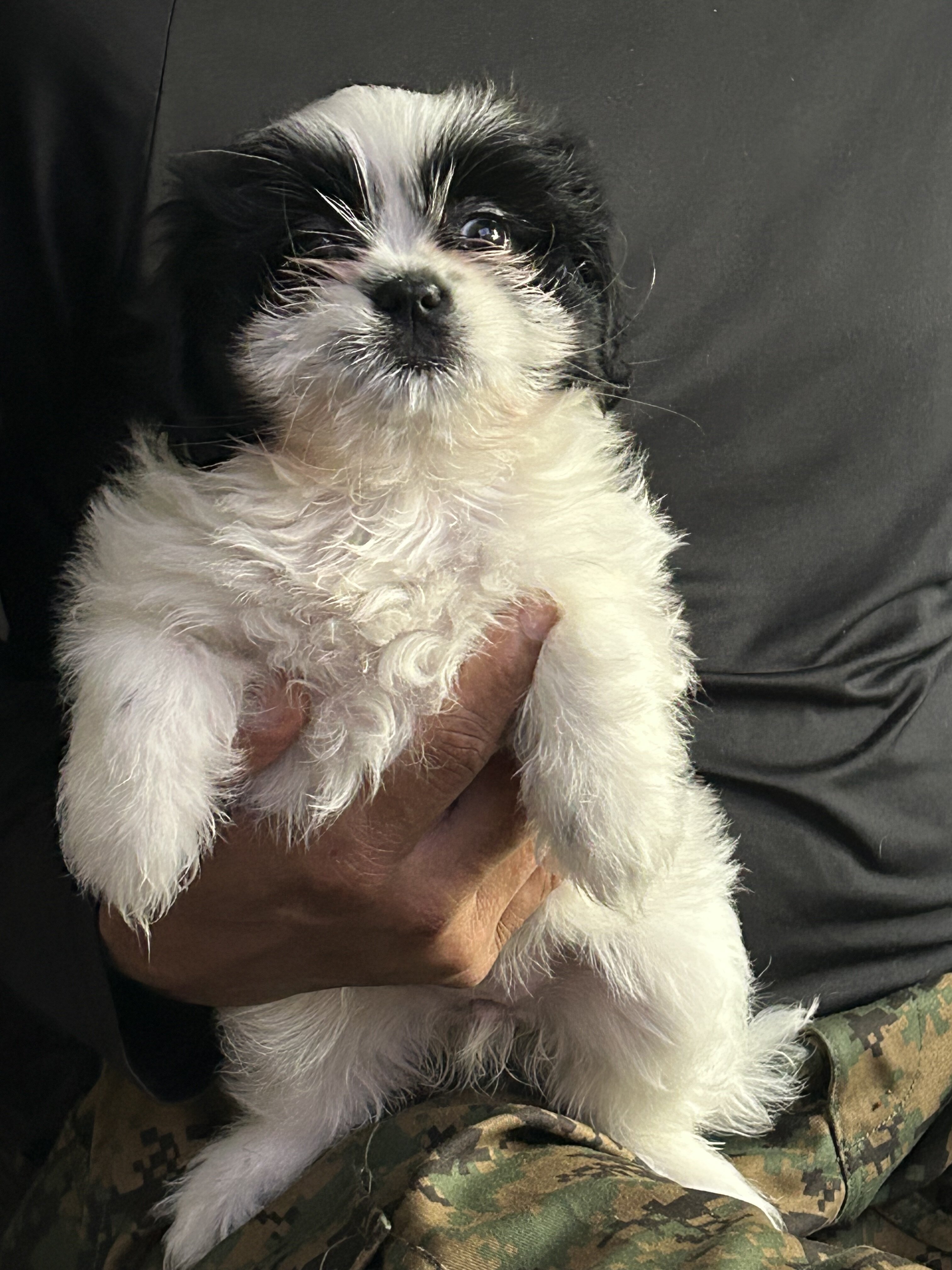 Shih Tzu image 7