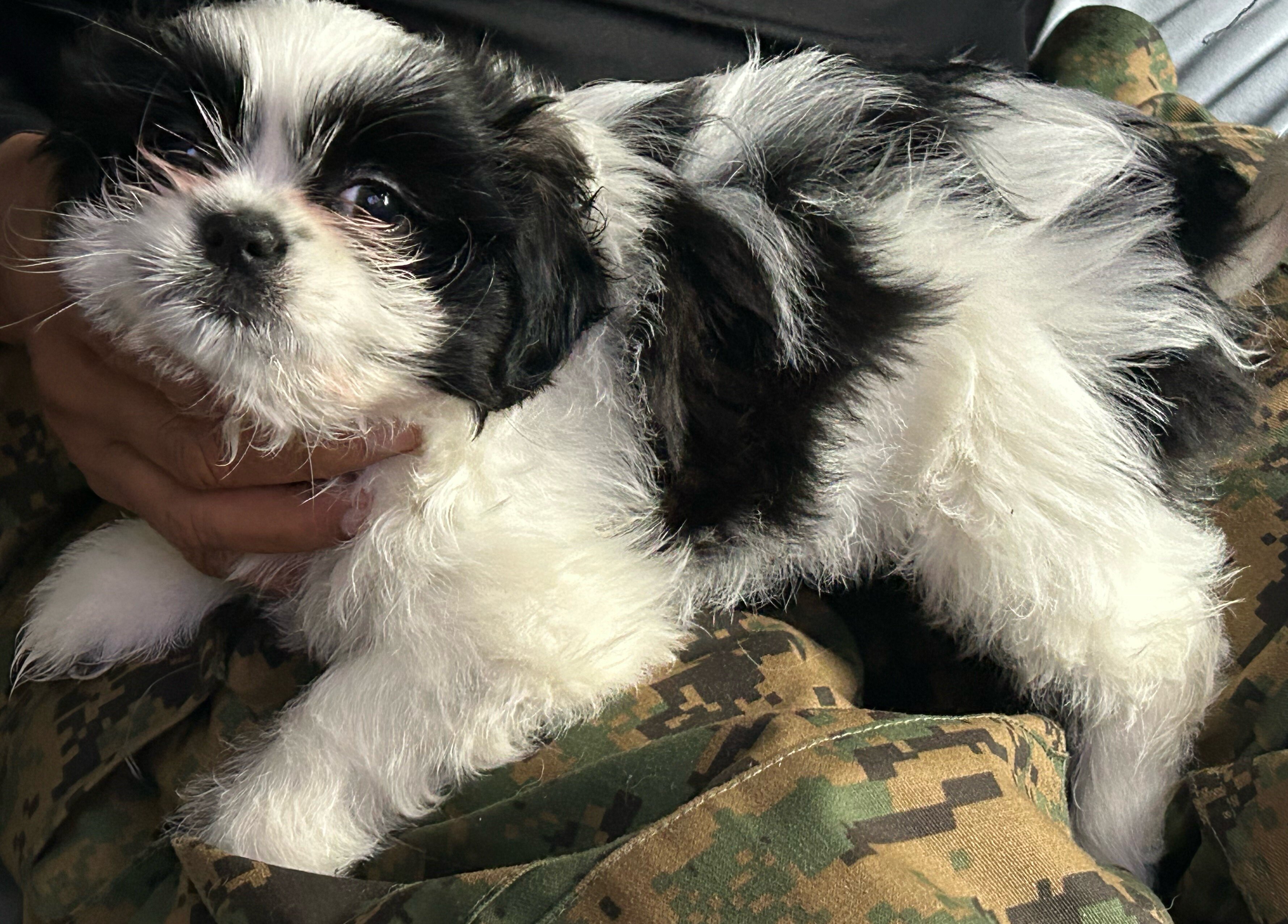 Shih Tzu image 6