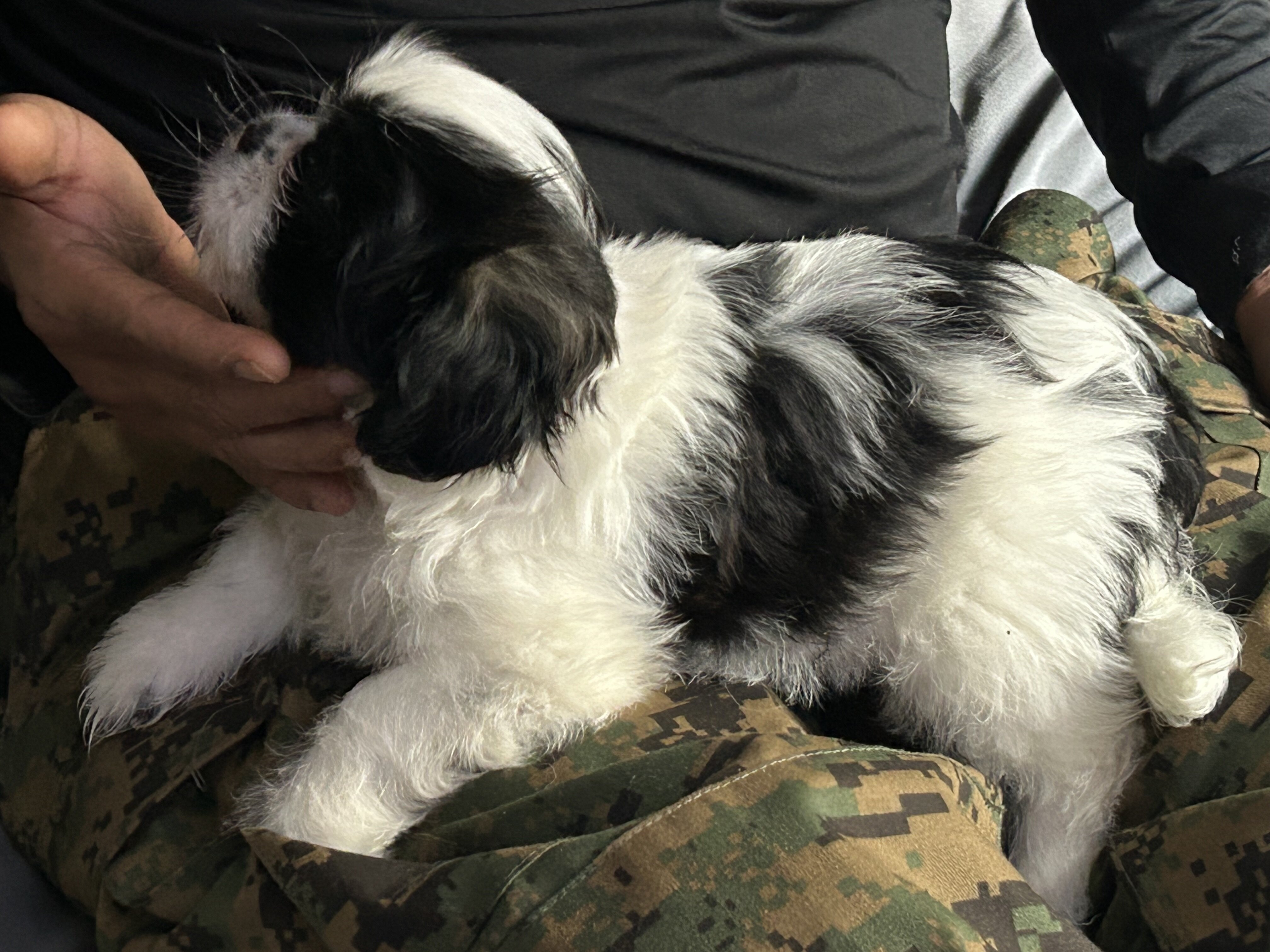 Shih Tzu image 5