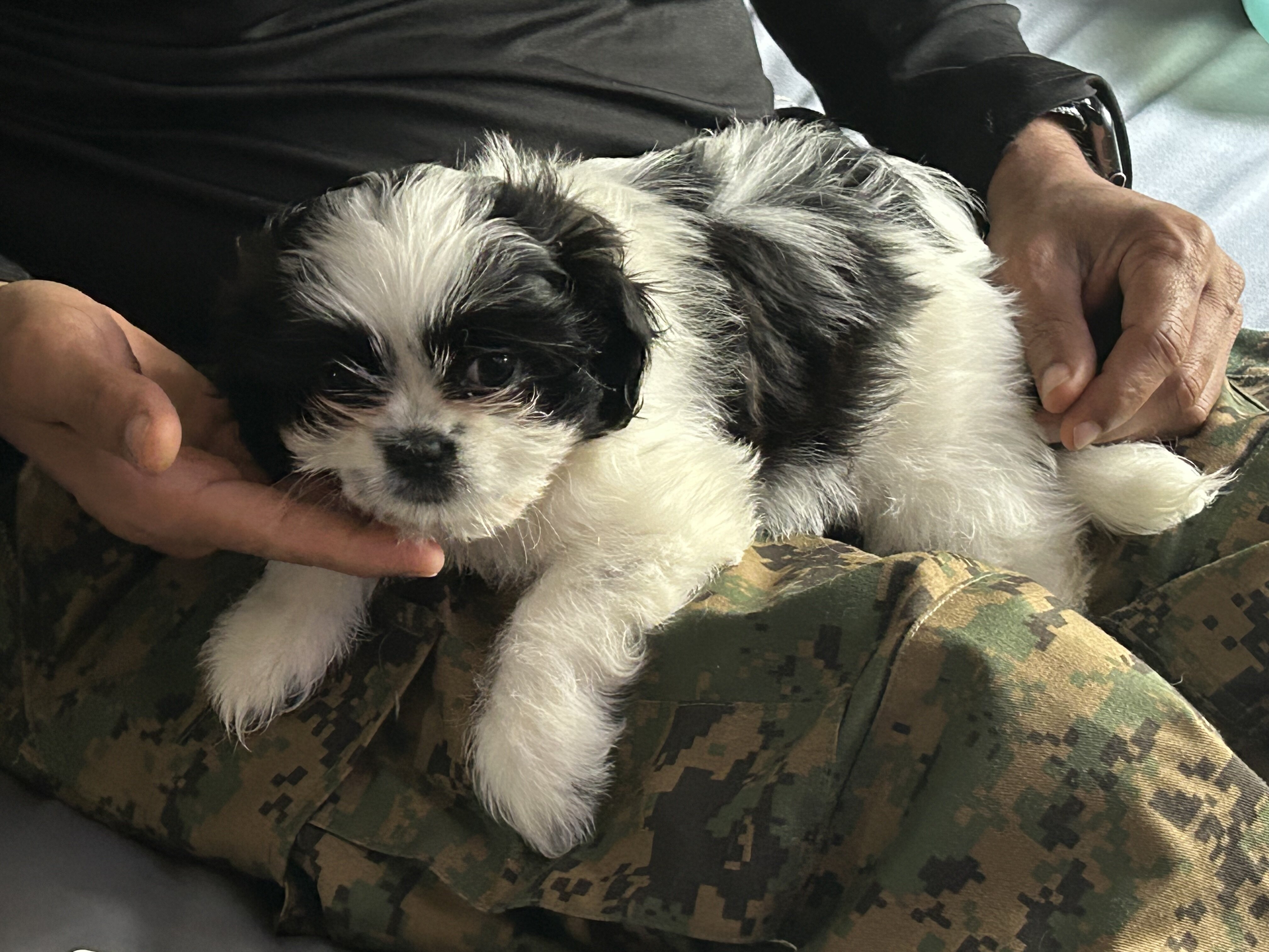 Shih Tzu image 4
