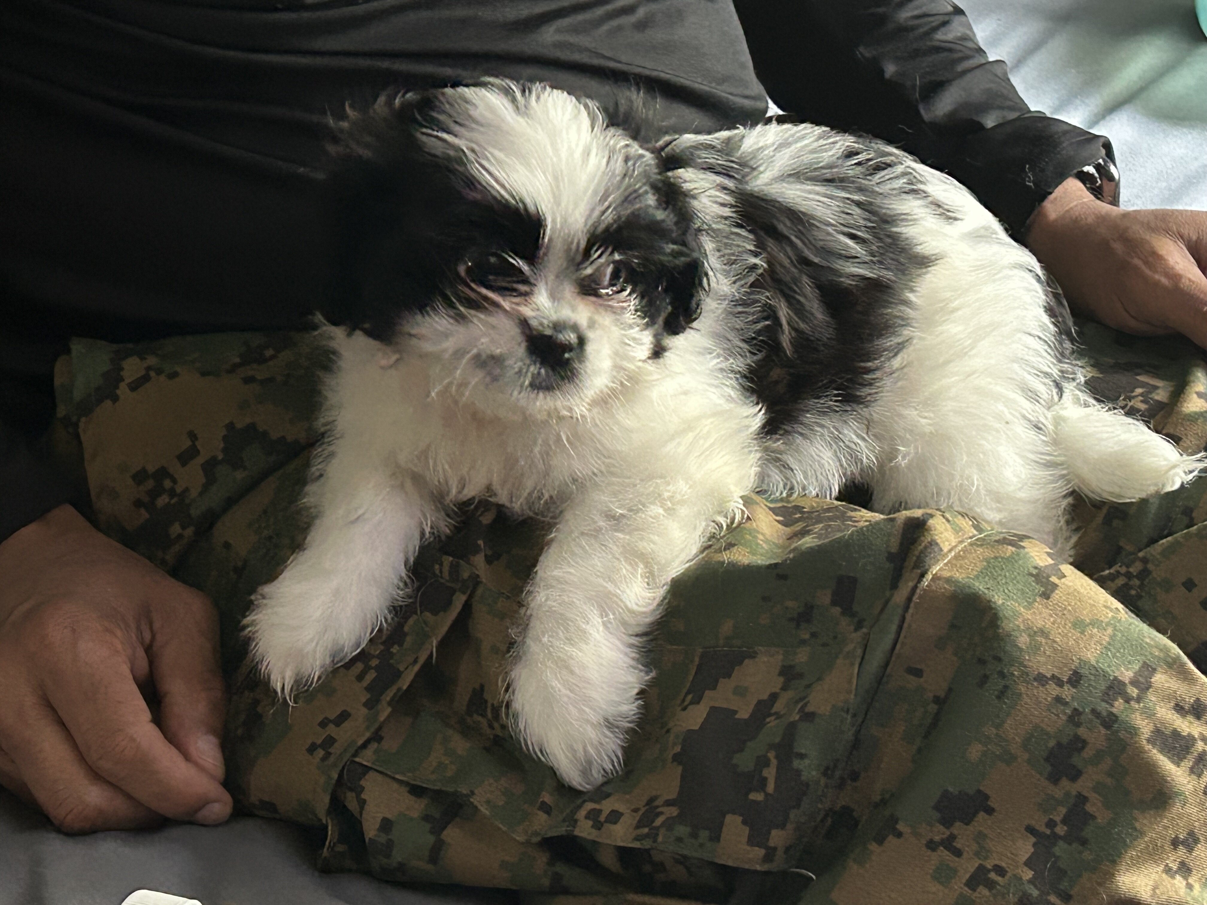 Shih Tzu image 3