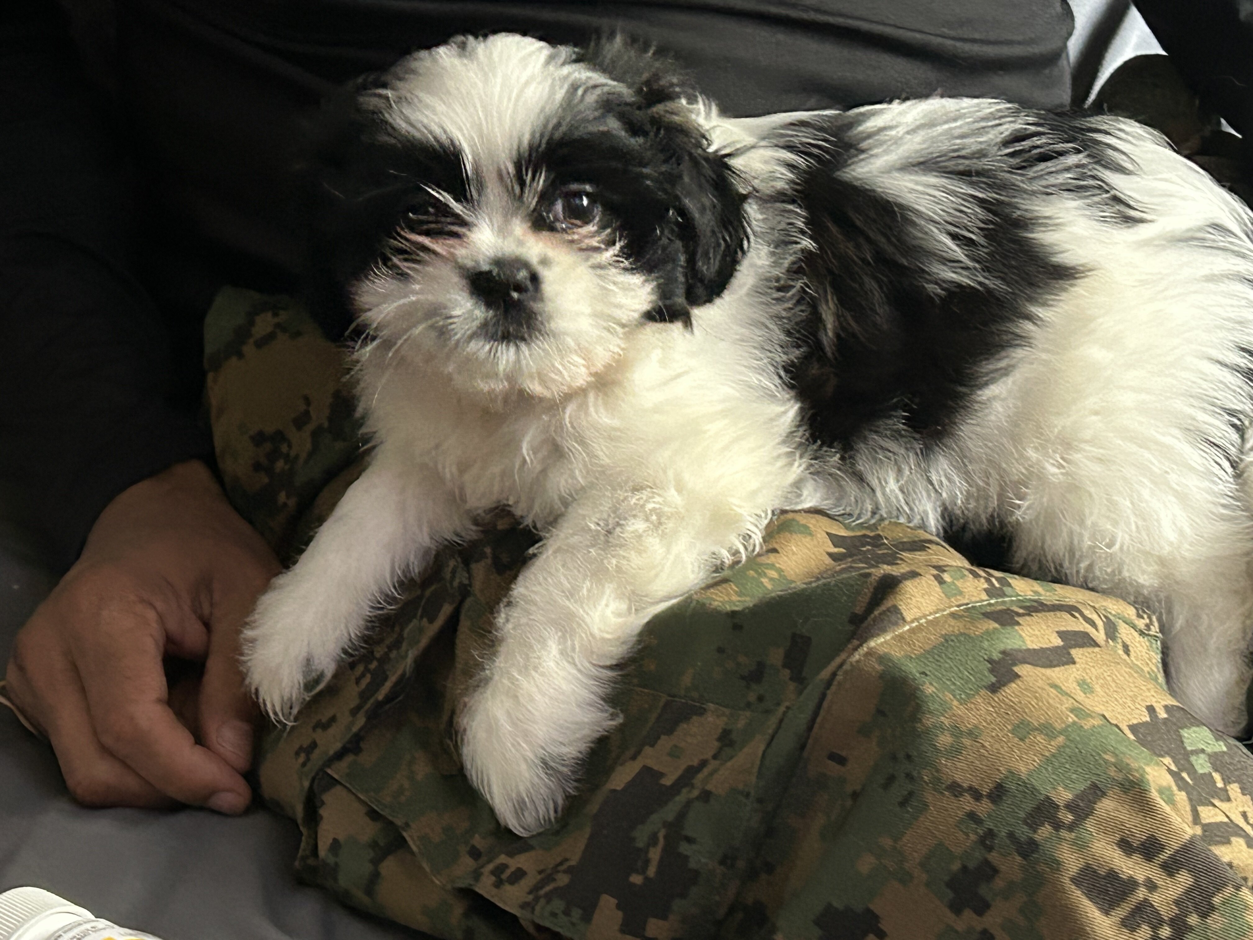 Shih Tzu image 2