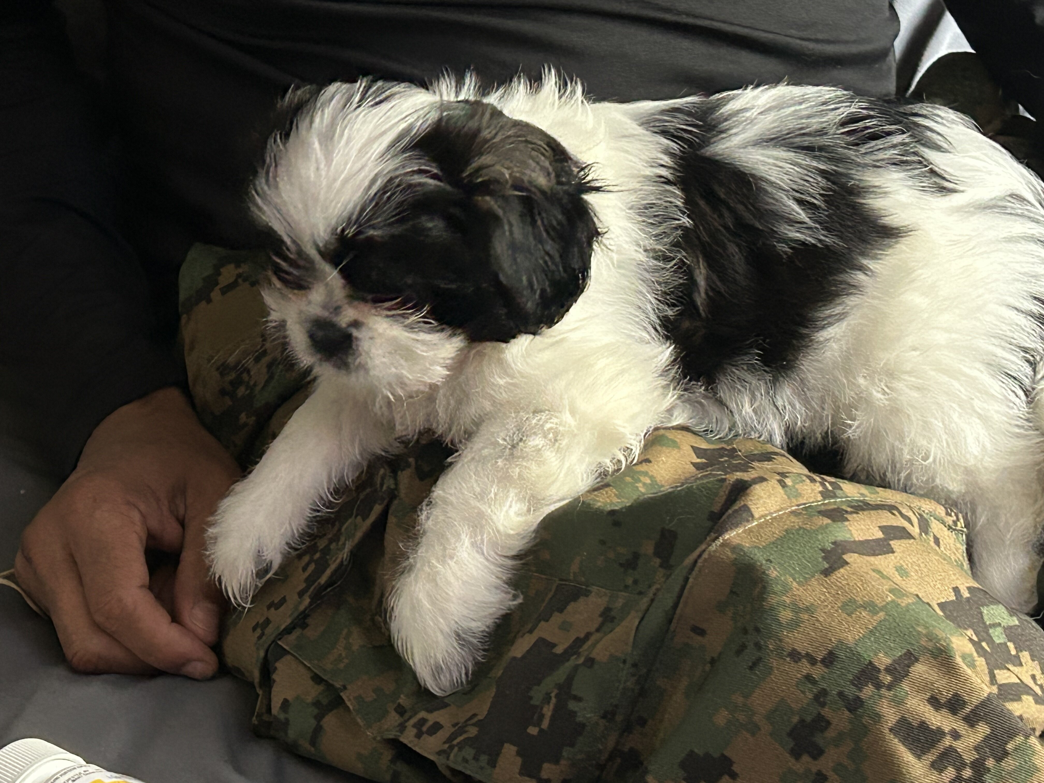 Shih Tzu image 1
