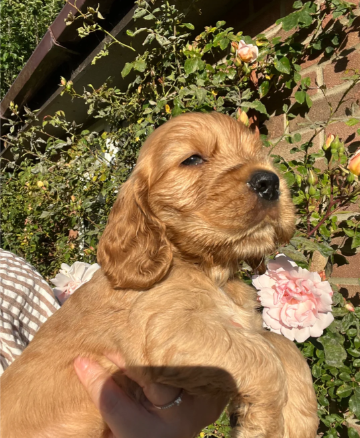 Golden retriever image 1