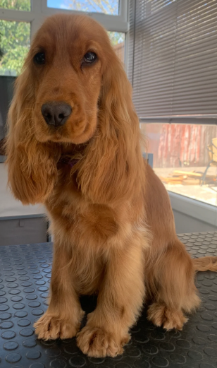 Golden retriever image 2