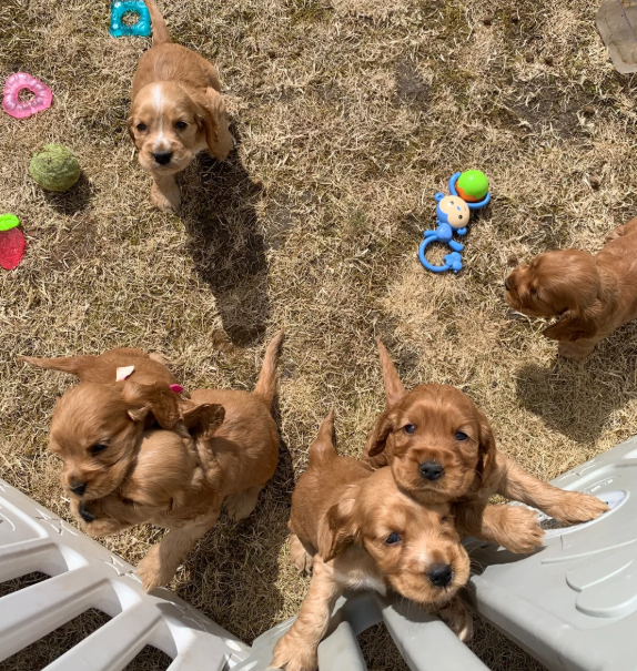 Golden retriever image 3