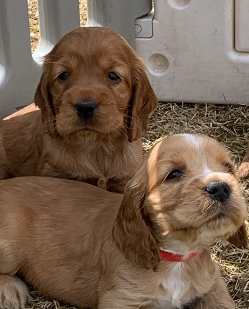 Golden retriever image 4