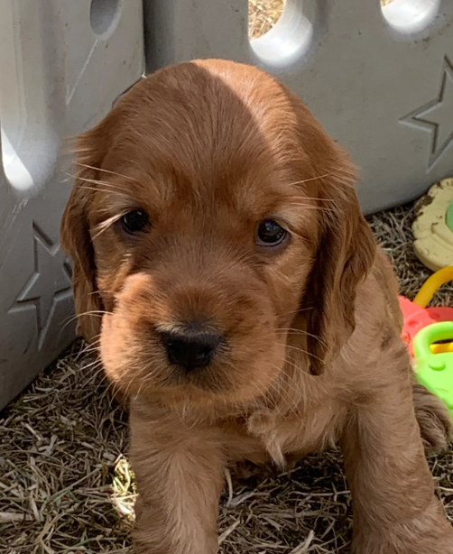 Golden retriever image 5