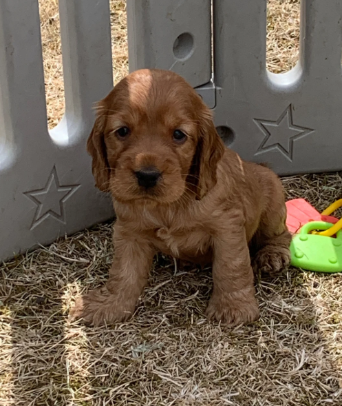 Golden retriever image 6