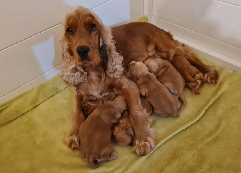 Golden retriever image 7