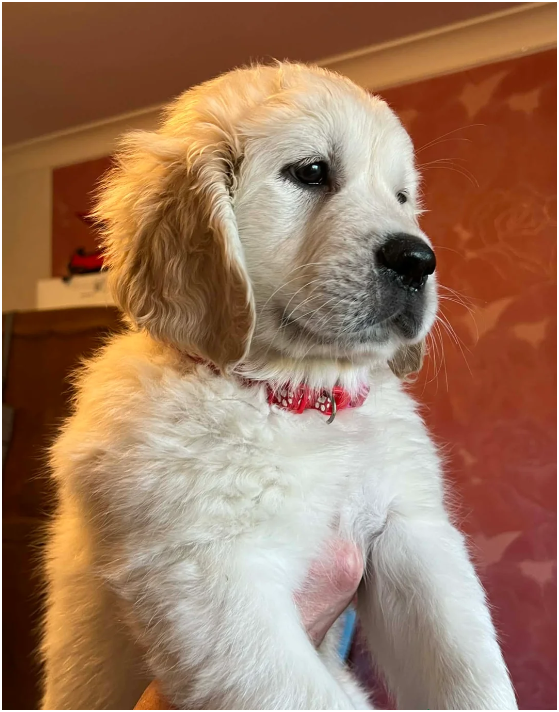 Beautiful Golden Retriever Puppies – 2 Boys & 2 Gi image 1