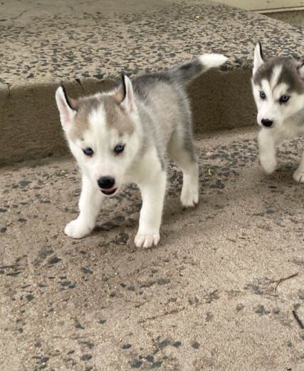 Beautiful Siberian Husky pup image 3