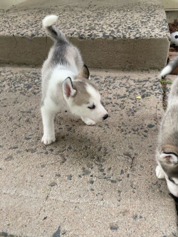 Beautiful Siberian Husky pup image 4