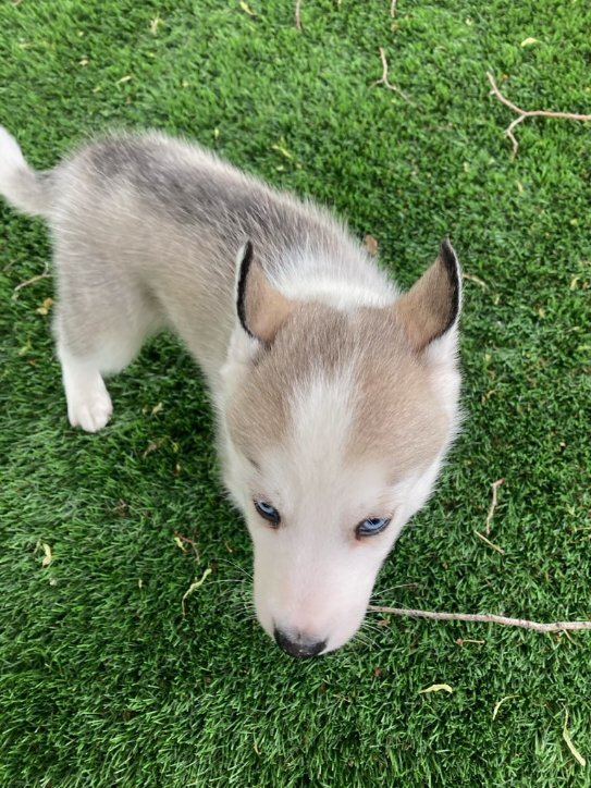 Beautiful Siberian Husky pup image 5