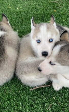 Beautiful Siberian Husky pup image 2