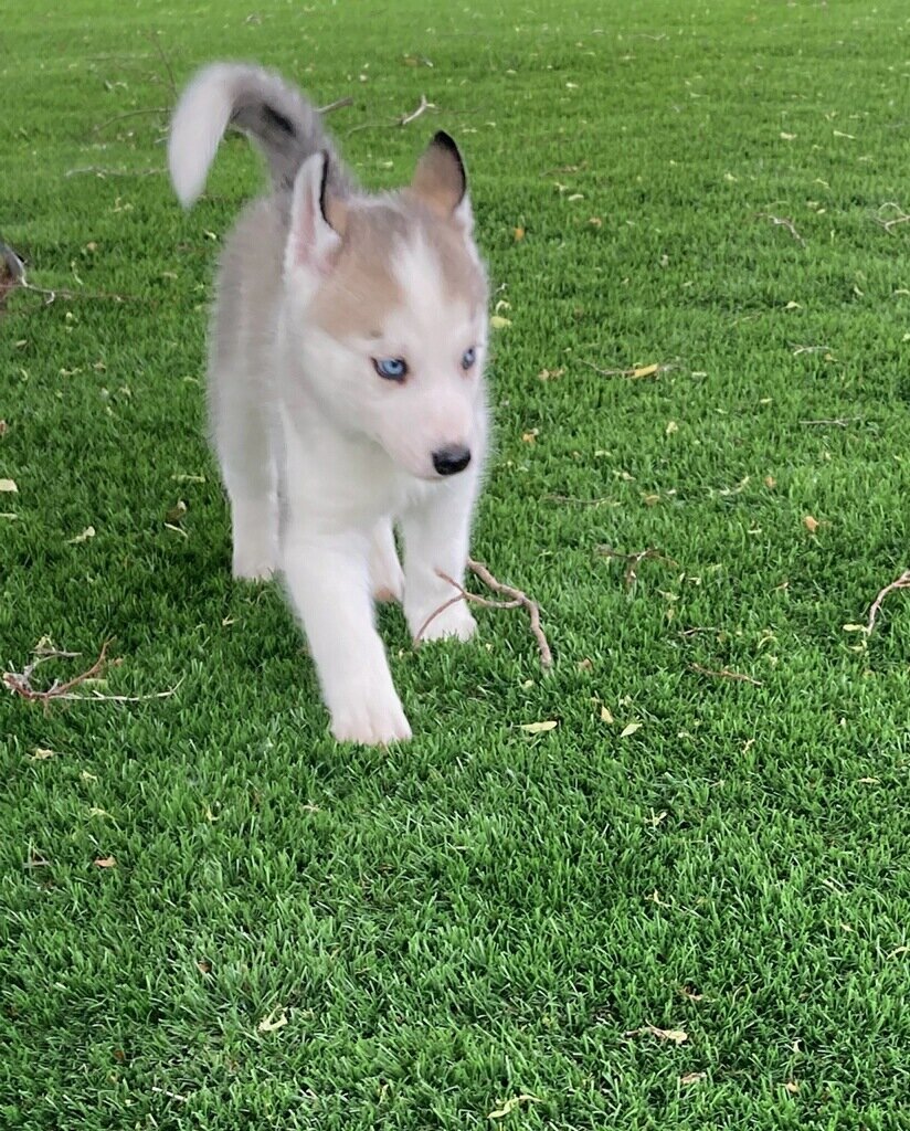 Beautiful Siberian Husky pup image 1