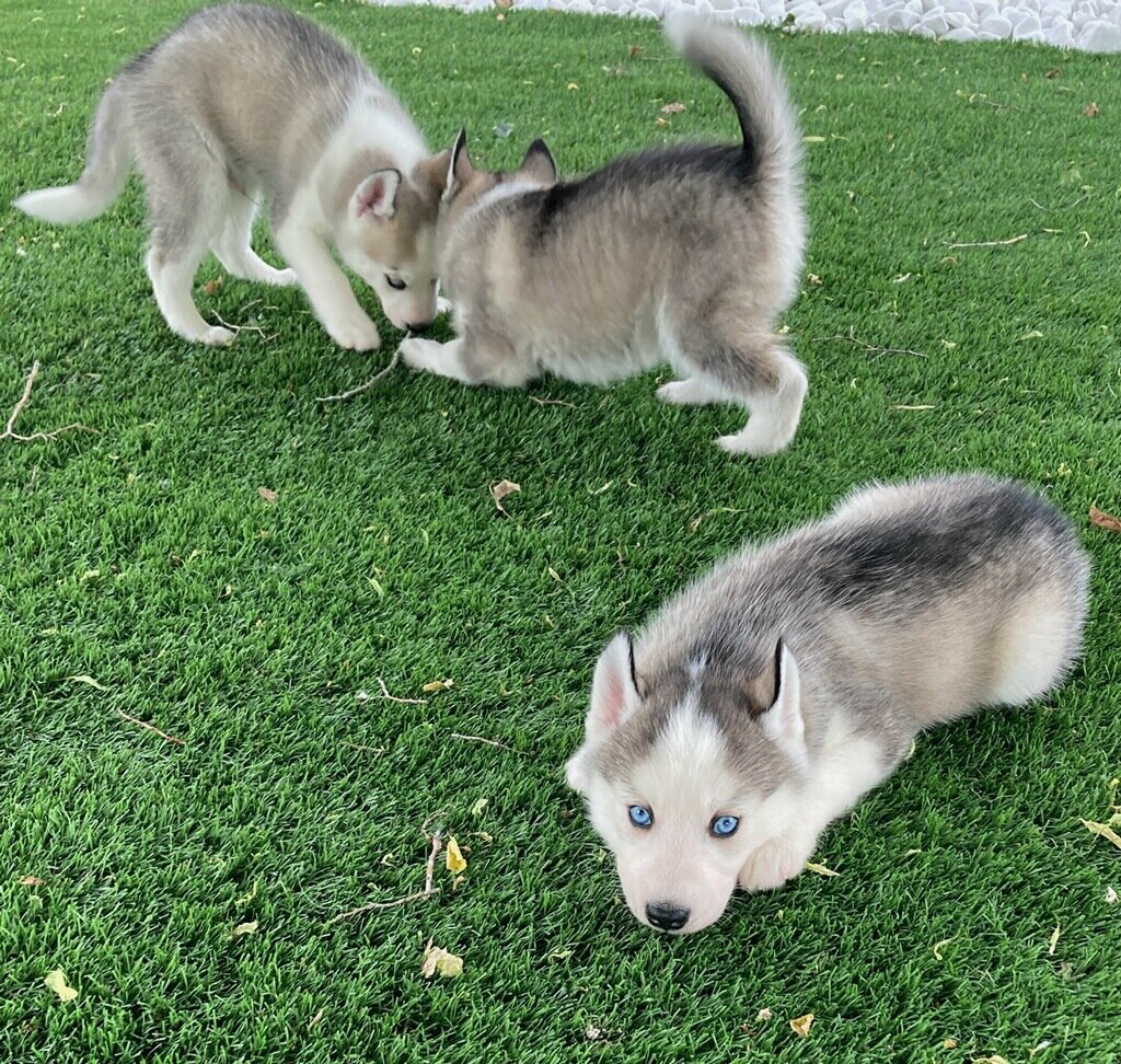 Beautiful Siberian Husky pup image 7