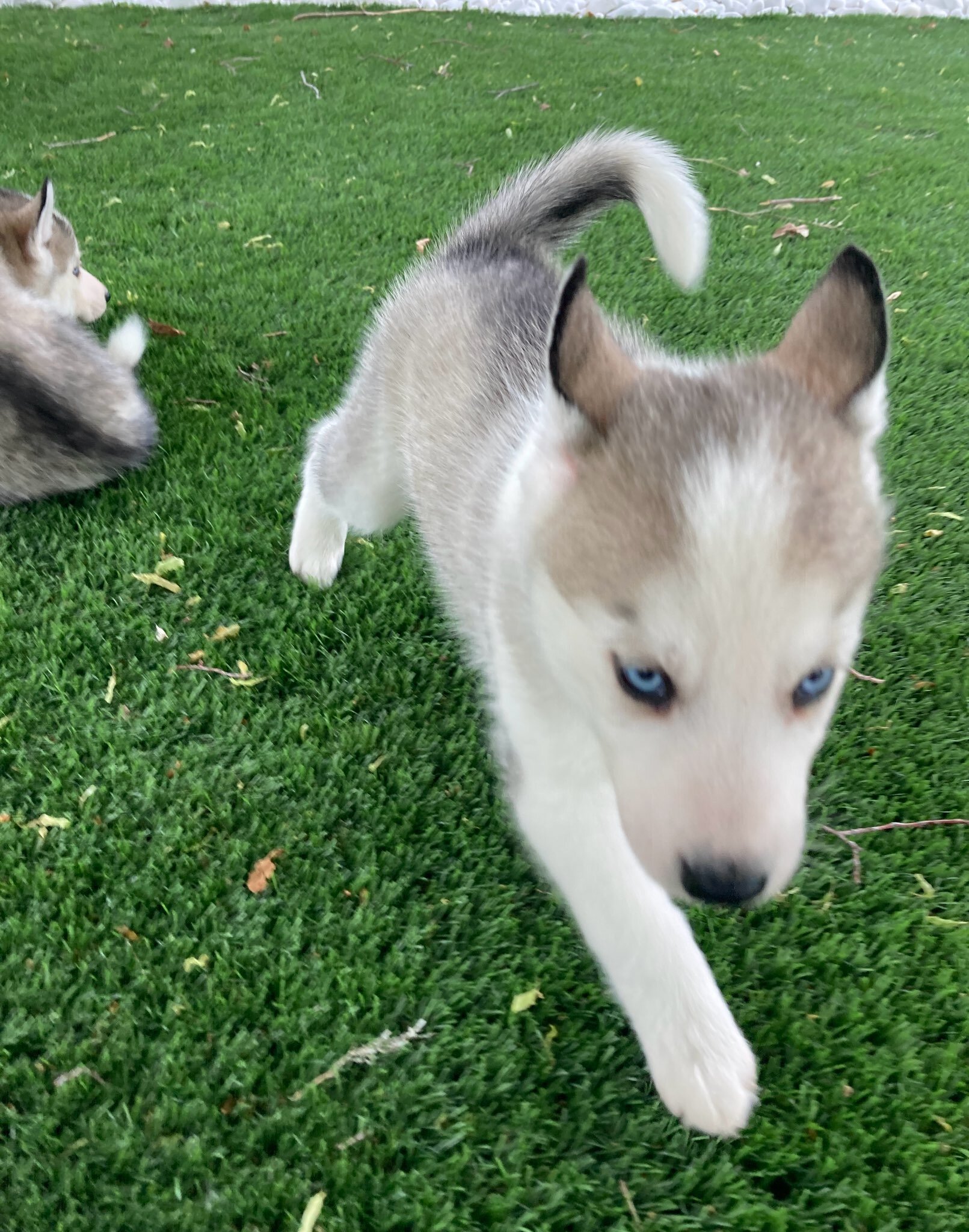 Beautiful Siberian Husky pup image 6