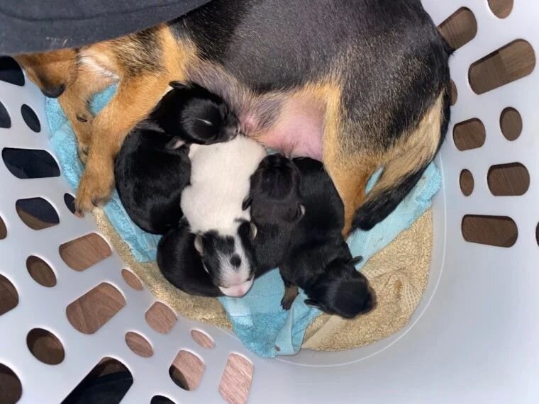Chihuahua Puppies image 2