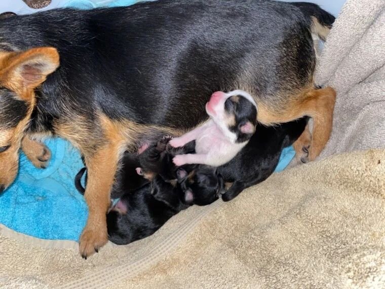 Chihuahua Puppies image 4