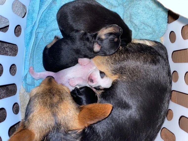 Chihuahua Puppies image 1