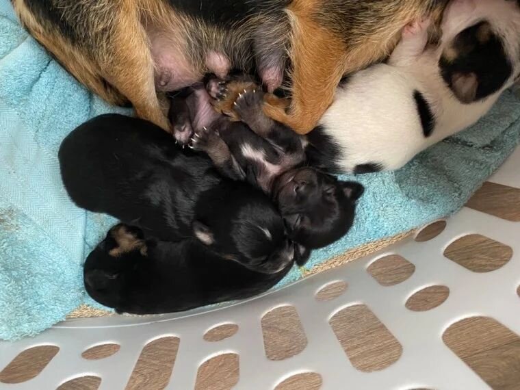 Chihuahua Puppies image 3