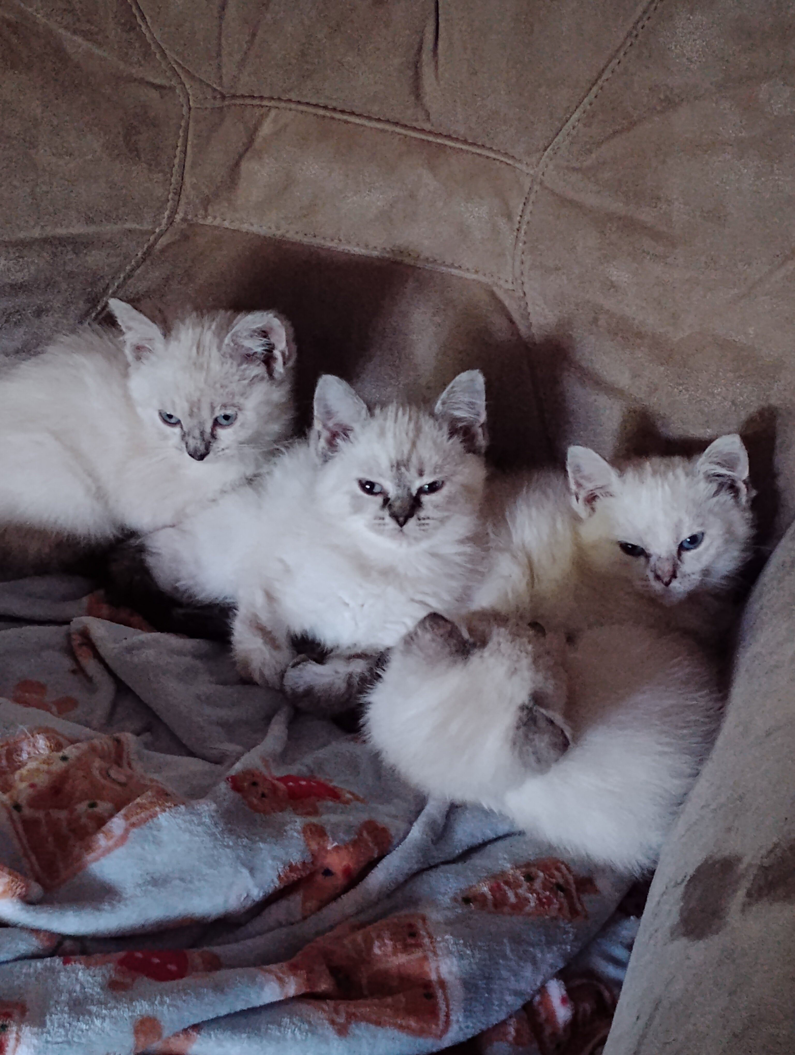 Himalayan/Flame Point Siamese kittens image 2