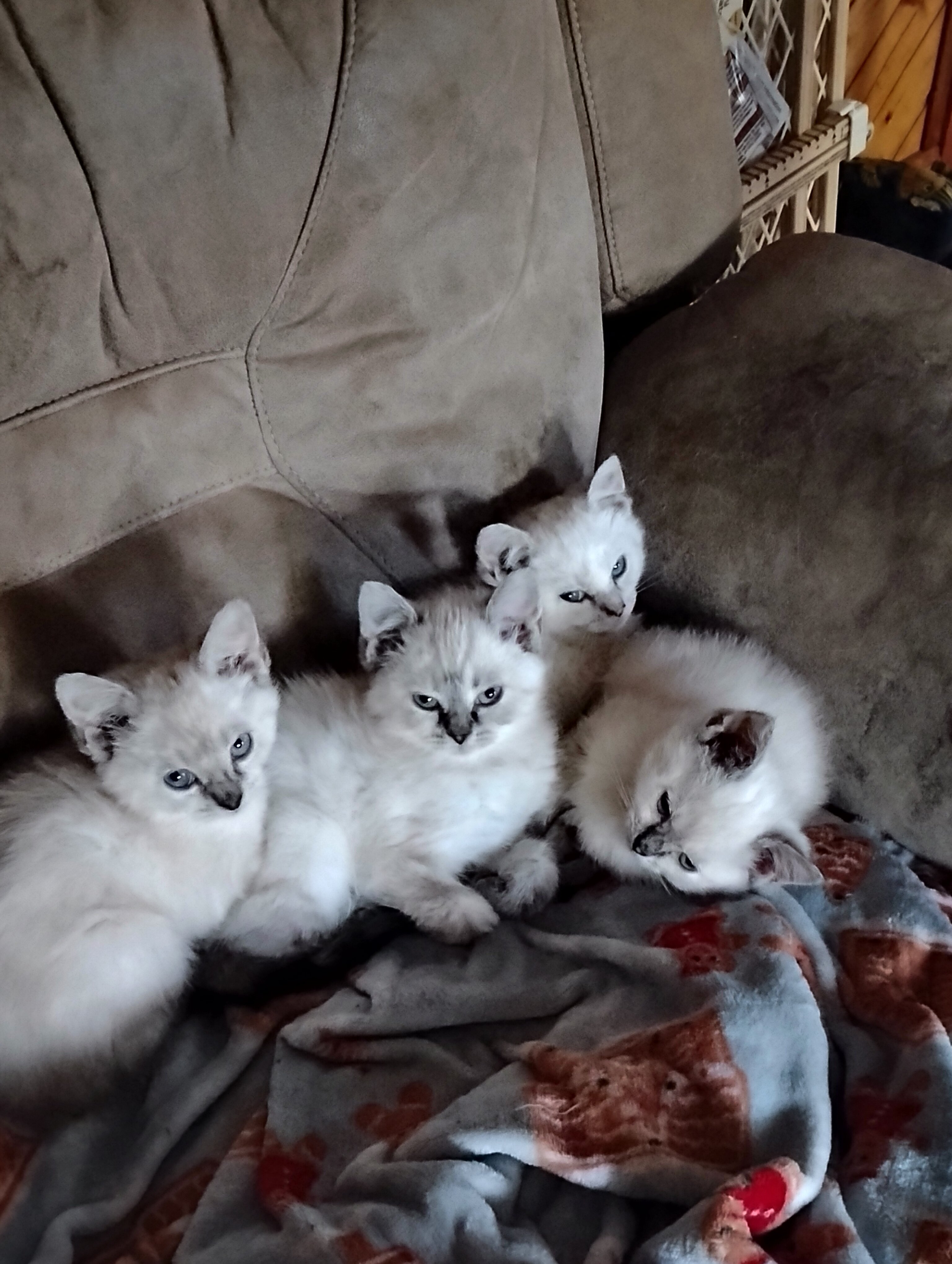 Himalayan/Flame Point Siamese kittens image 1